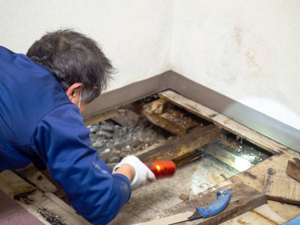 Best Certified Mold Removal  in Parker, CO