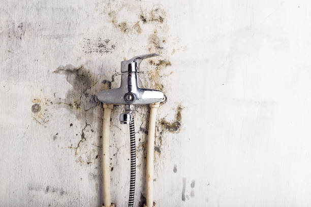 Best Mold Testing  in Parker, CO