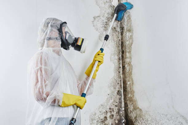 Best Home Mold Removal  in Parker, CO
