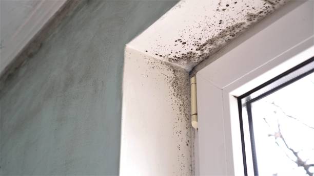 Best Mold Damage Repair  in Parker, CO