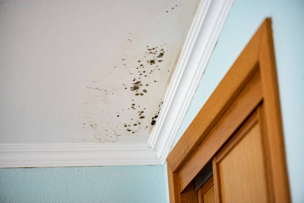 Best Water Damage Restoration  in Parker, CO