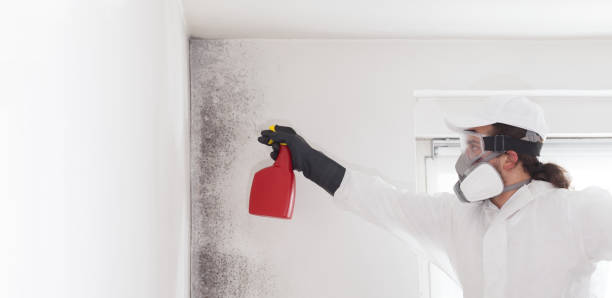 Best Office Mold Removal Services  in Parker, CO