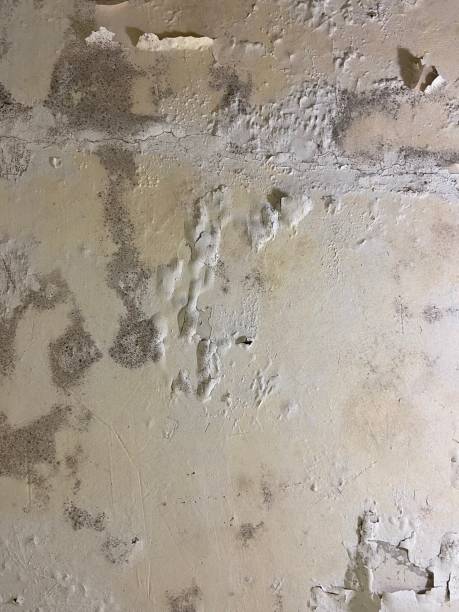 Best Local Mold Removal Service  in Parker, CO
