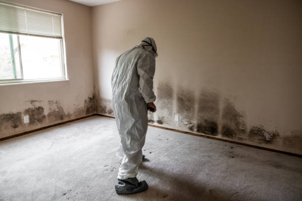 Best Same-Day Mold Removal  in Parker, CO