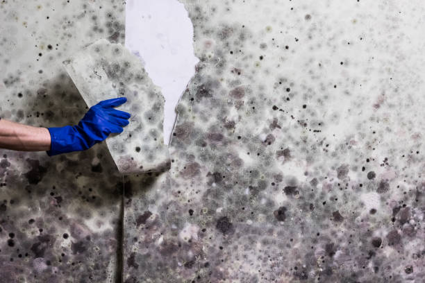Home Mold Removal in Parker, CO