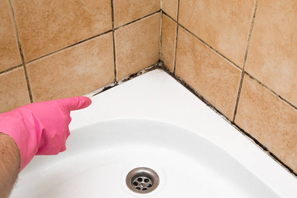 Best Home Mold Removal  in Parker, CO